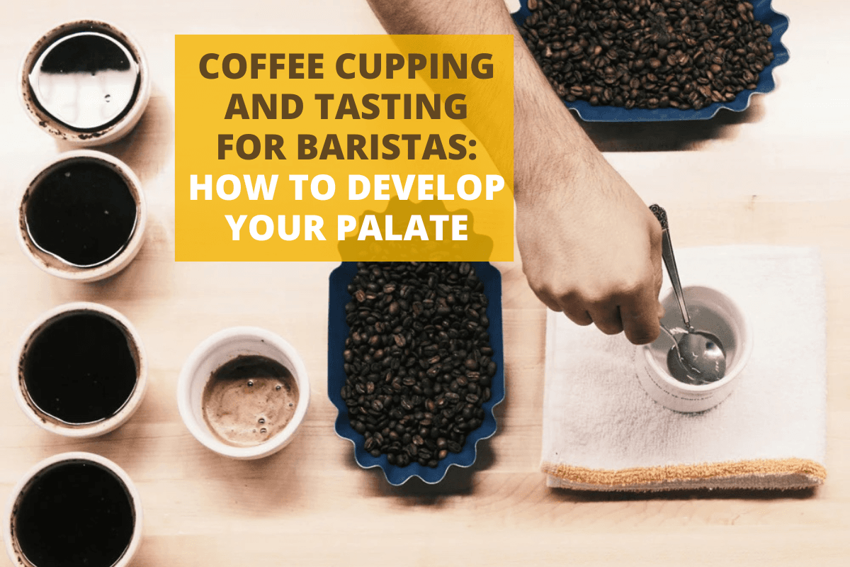 Coffee Cupping and Tasting for Baristas: How to Develop Your Palate